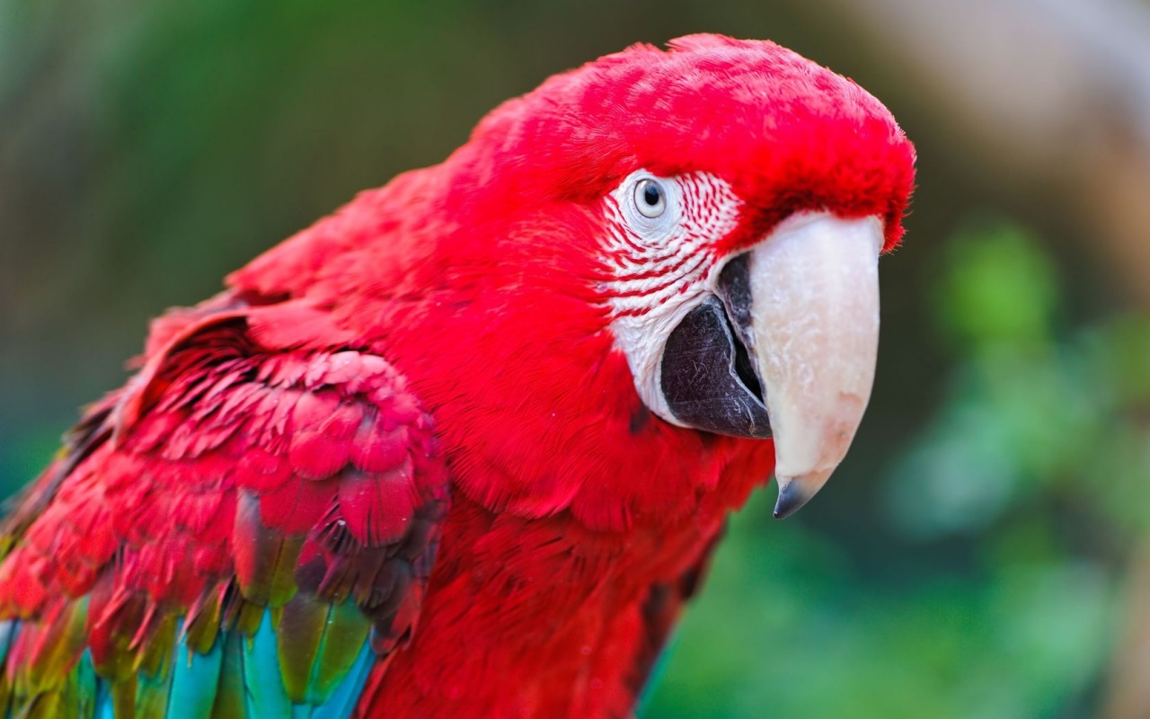 Red Macaw Parrot Wallpapers   1280x800   232970