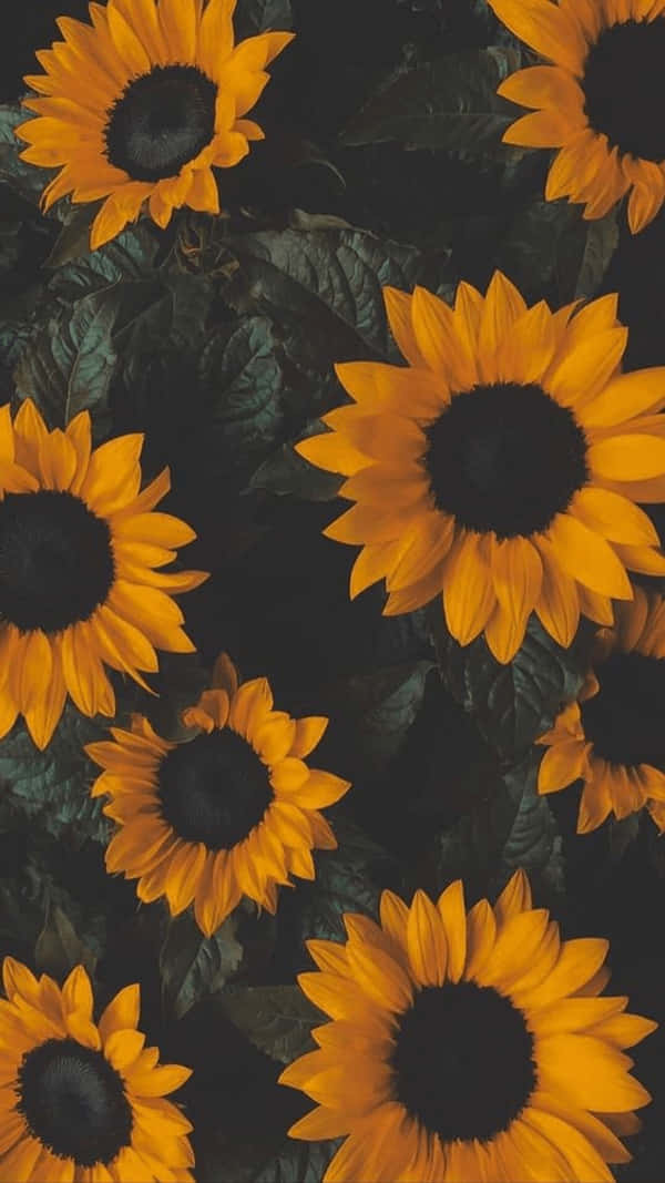 Brighten Your Day With A Cheerful Yellow Sunflower Aesthetic Wallpaper