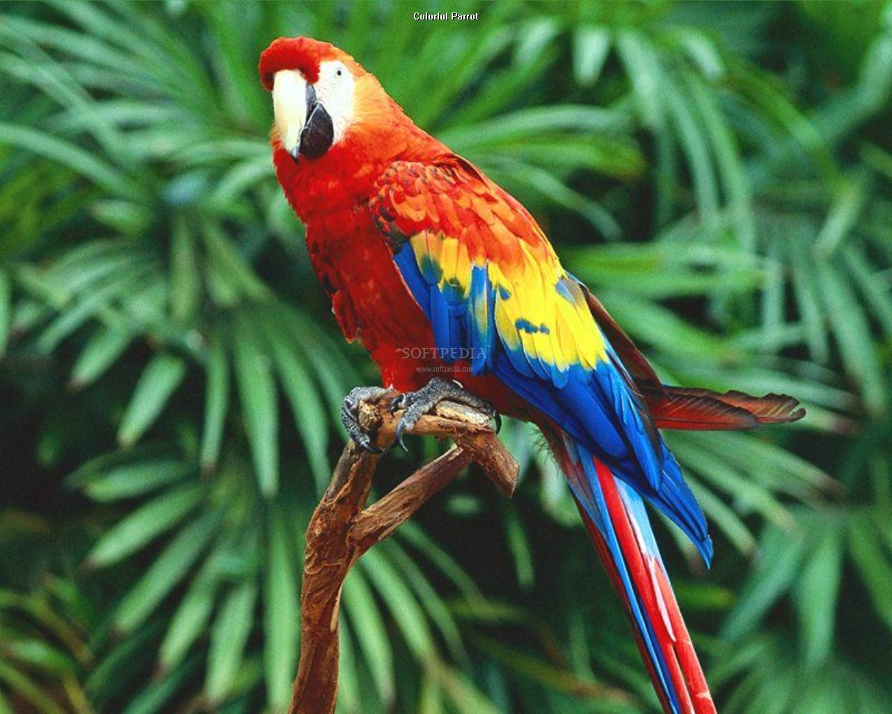 Pictures Top Ten Beautiful Birds Parrot Wallpaper
