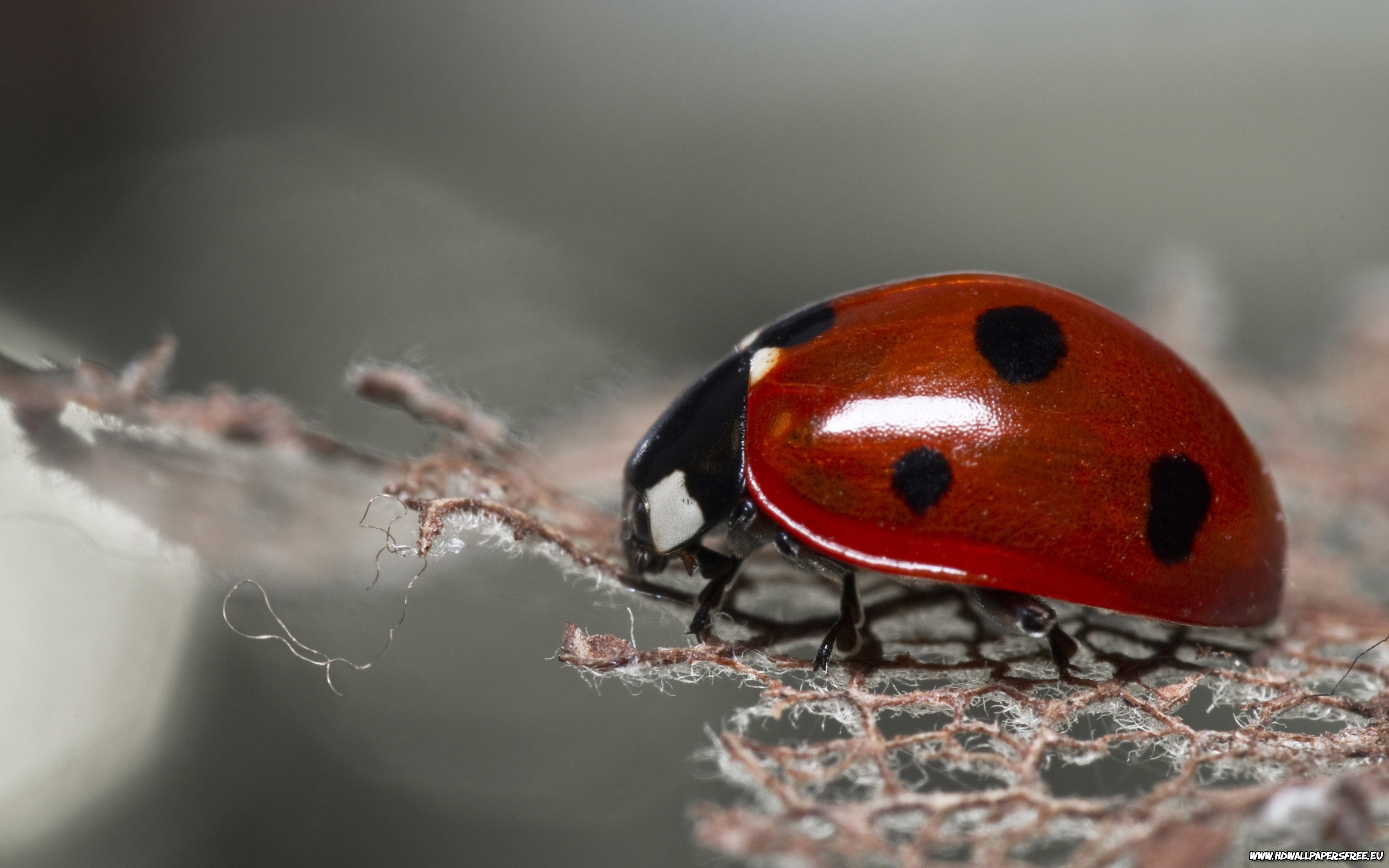 Red Ladybug Background Desktop Wallpaper