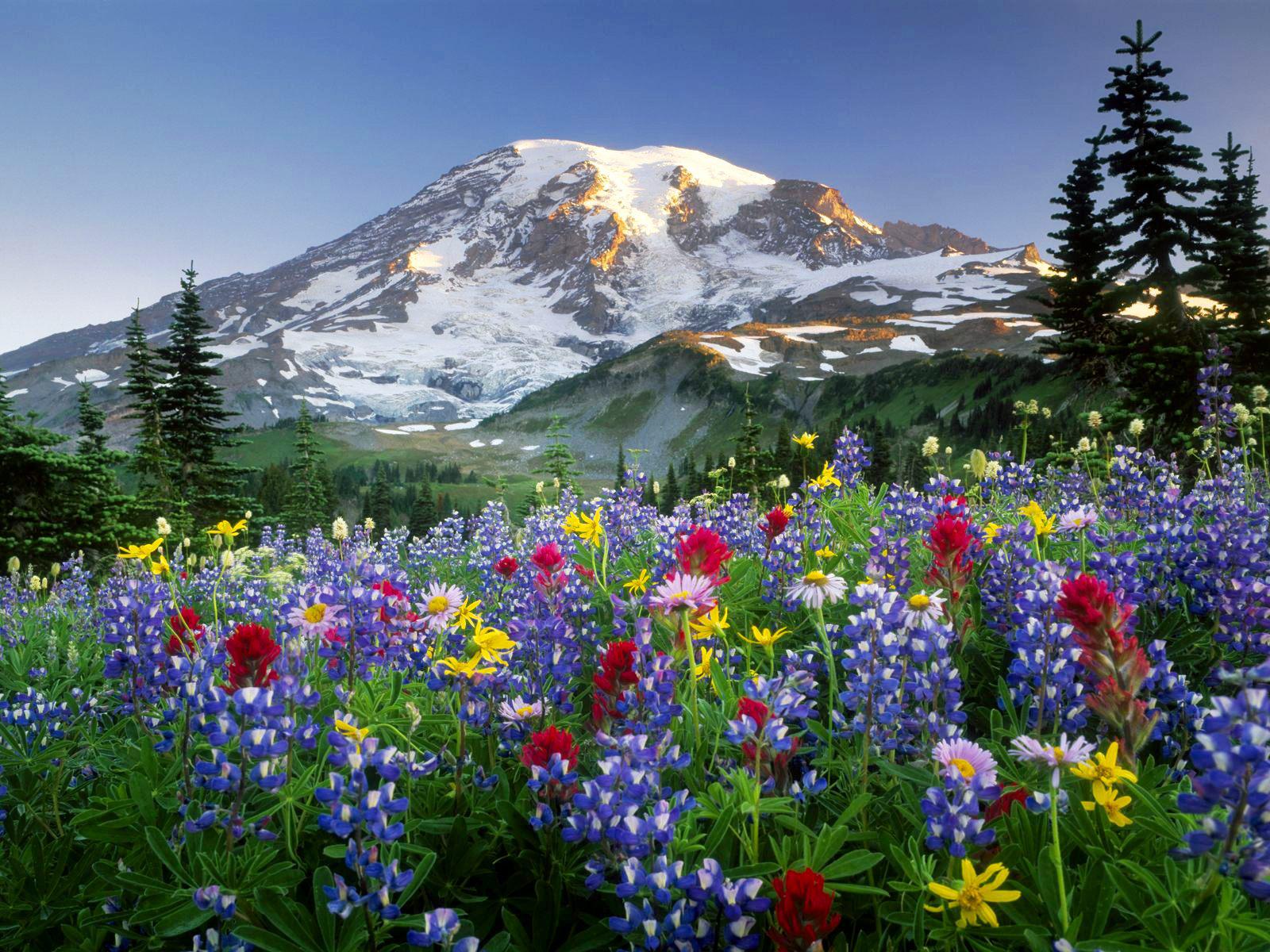SPRING IN MOUNTAINS WALLPAPER   116576   HD Wallpapers