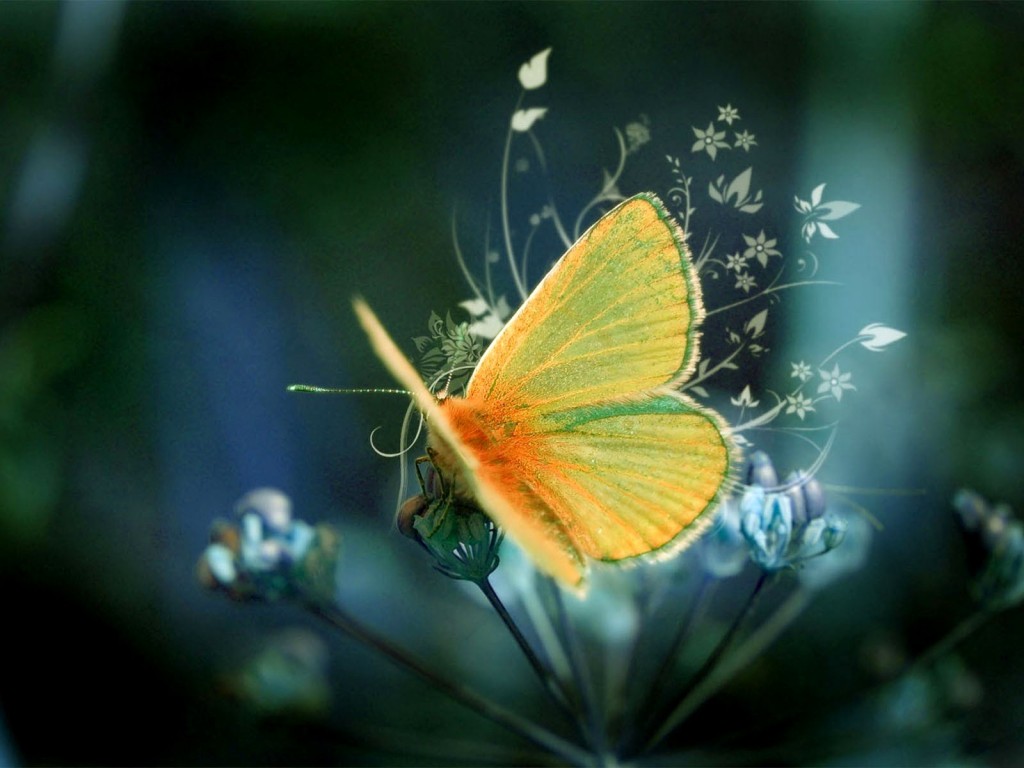 Butterfly On A Flower Wallpaper All For