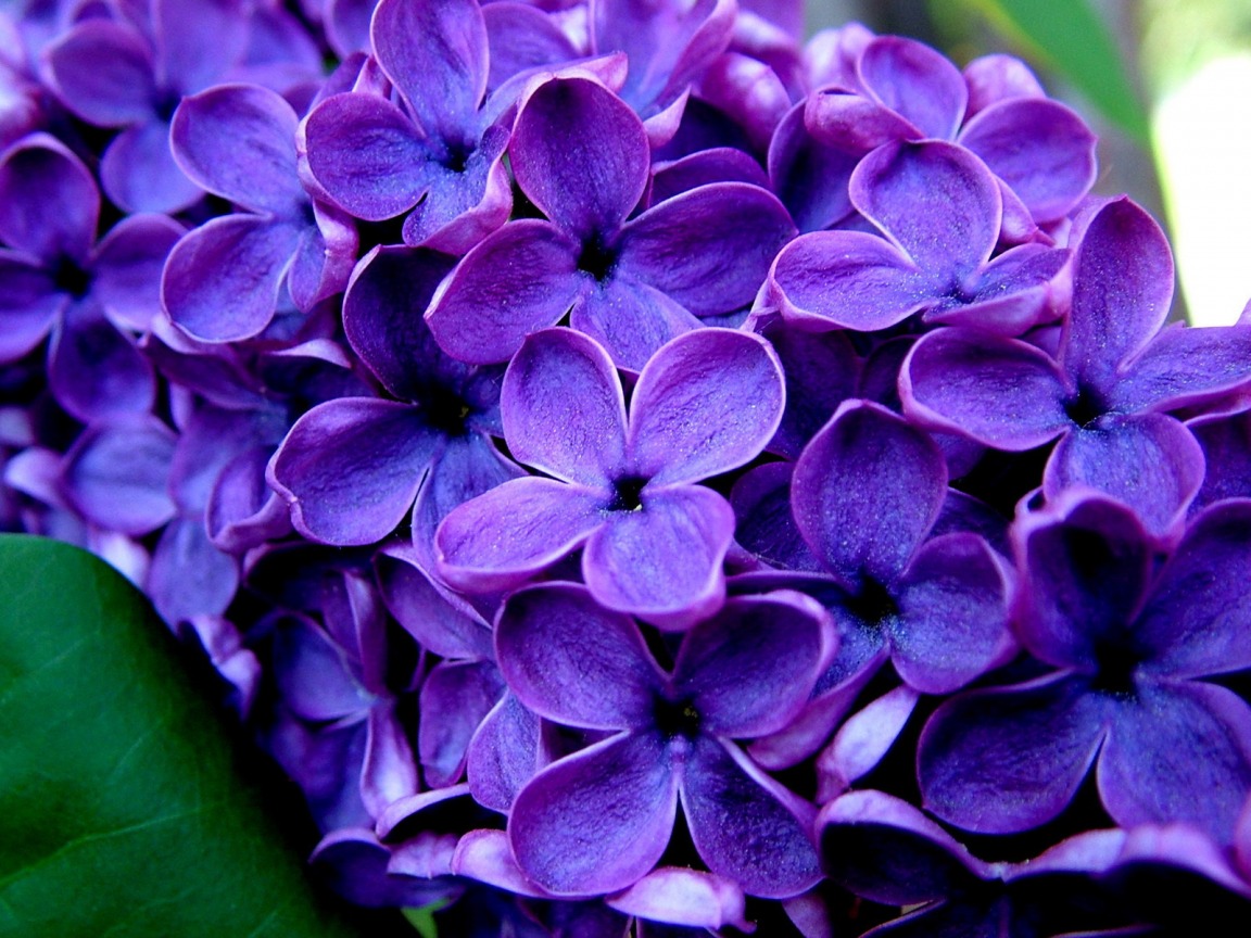 Purple Flowers Flower Image Picture Of