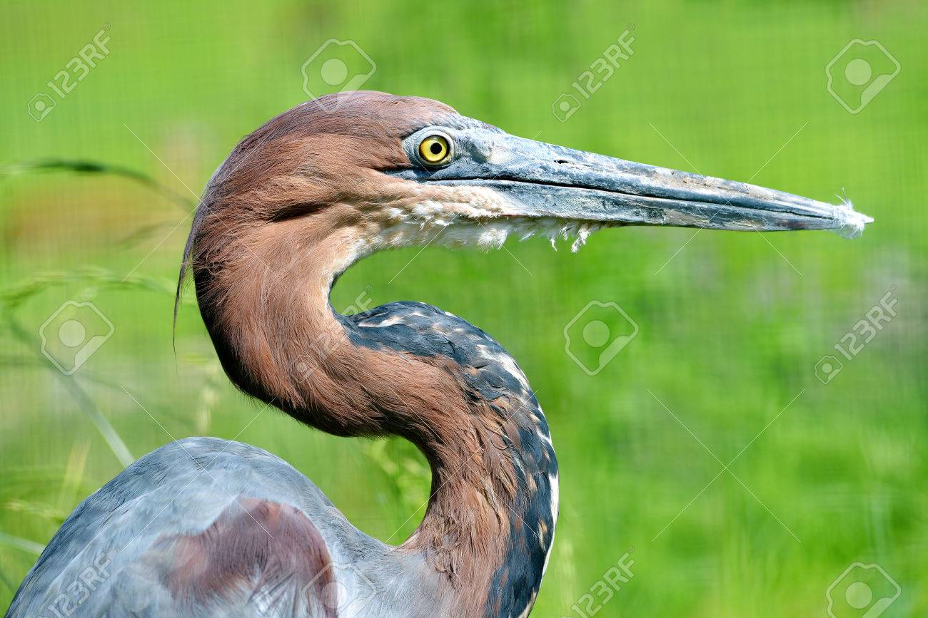 [45+] Goliath Backgrounds | WallpaperSafari