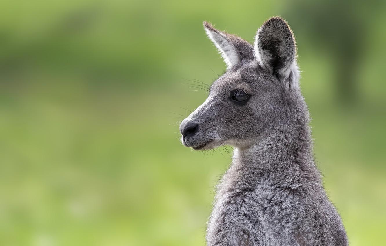 Wallpaper face background portrait kangaroo cub images for