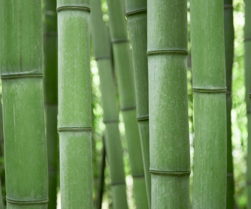 Colorful Miscellaneous Bamboo Wallpaper