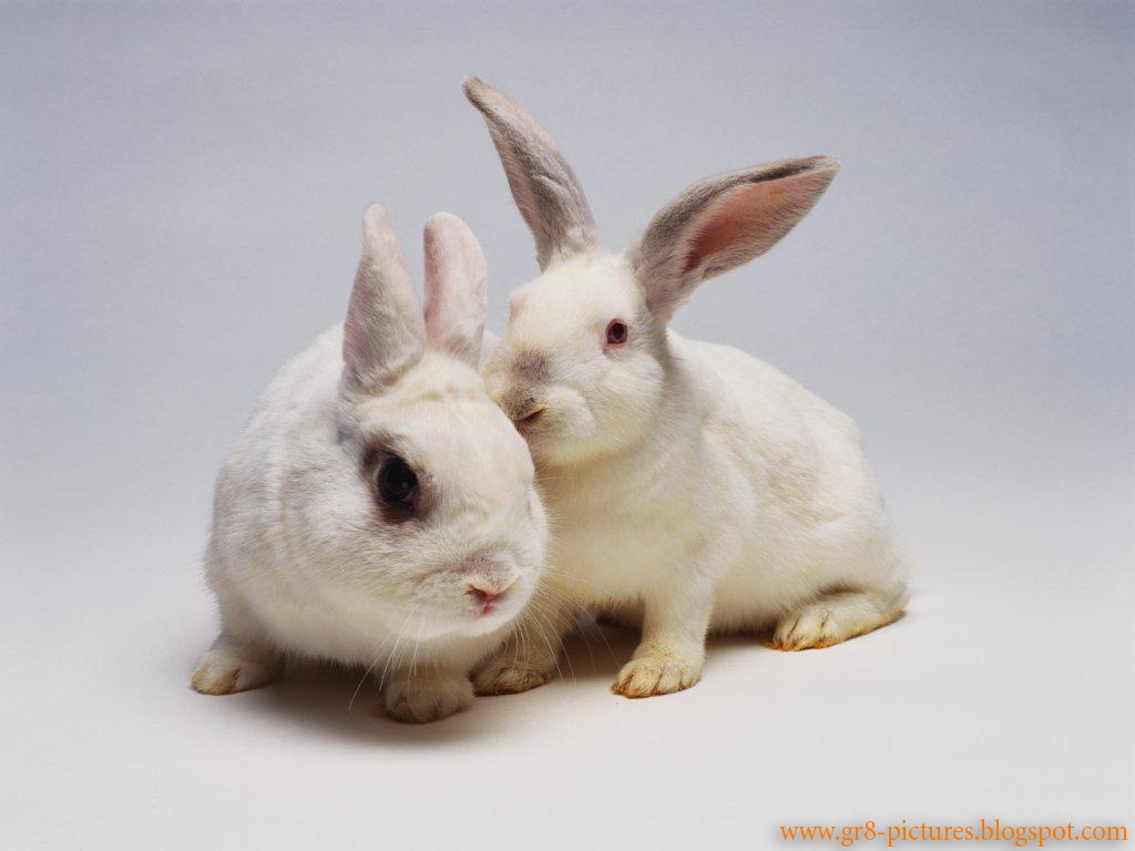 Two lovely rabbits, bunny, kiss, rabbit, HD phone wallpaper | Peakpx