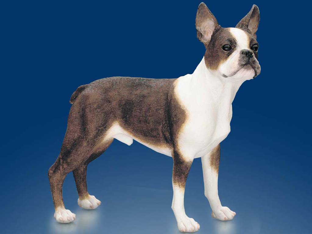 Boston Terrier Wallpaper And Image Pictures