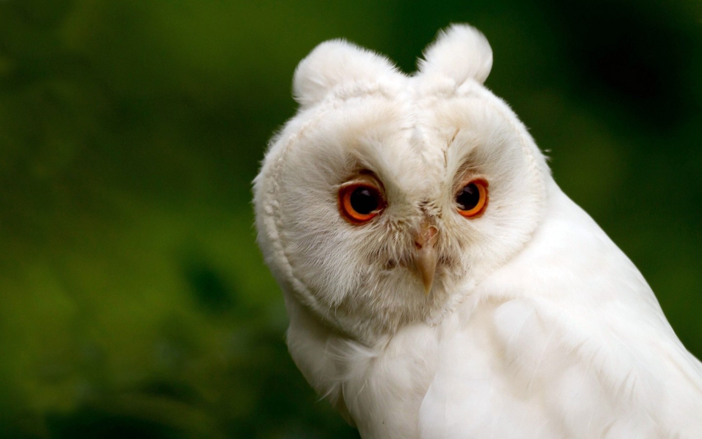White Owl HD Wallpaper Wallpapermine