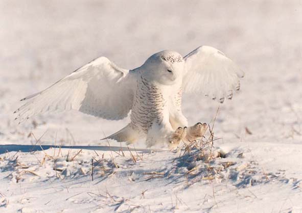 snowy owl pictures My HD Animals
