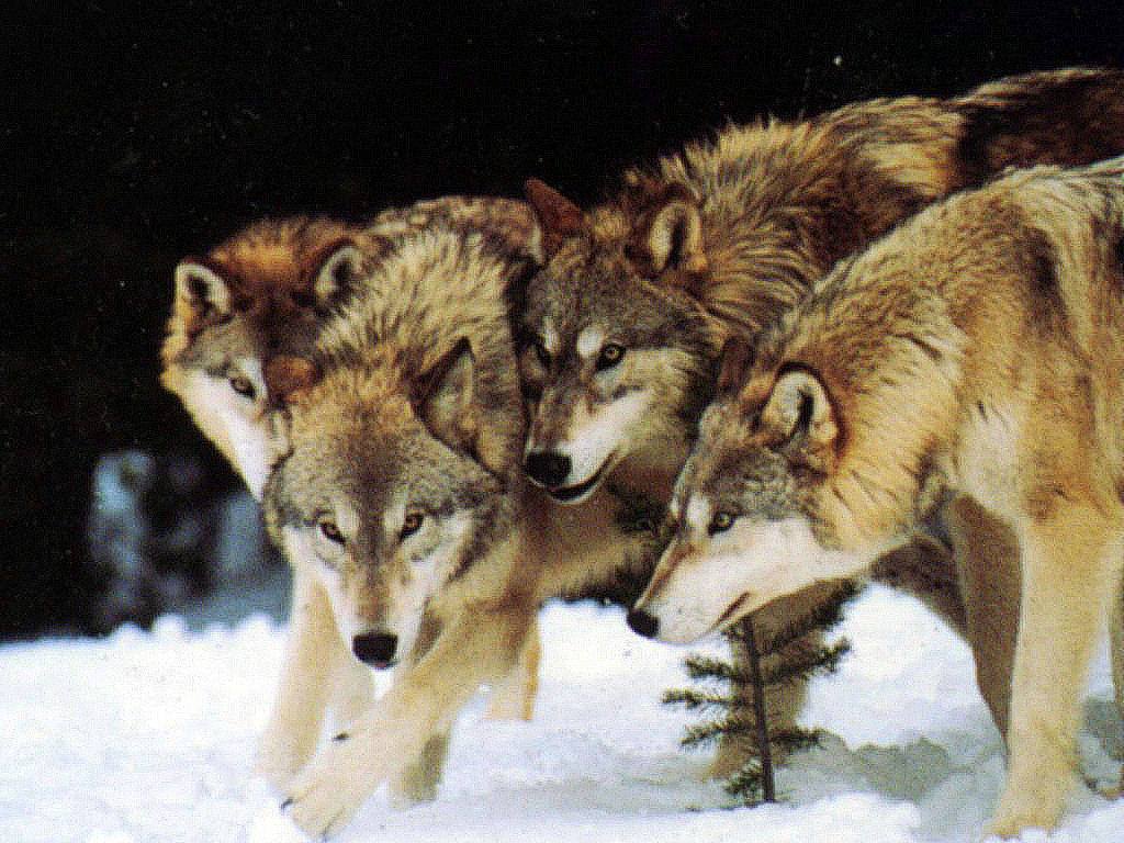 Wolves Image Wolf Pack HD Wallpaper And Background