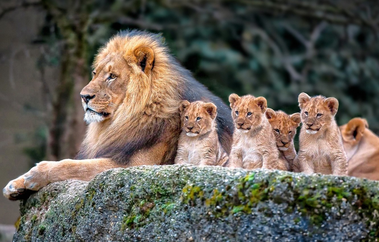 Wallpaper Nature Lion Family Cubs Image For Desktop Section