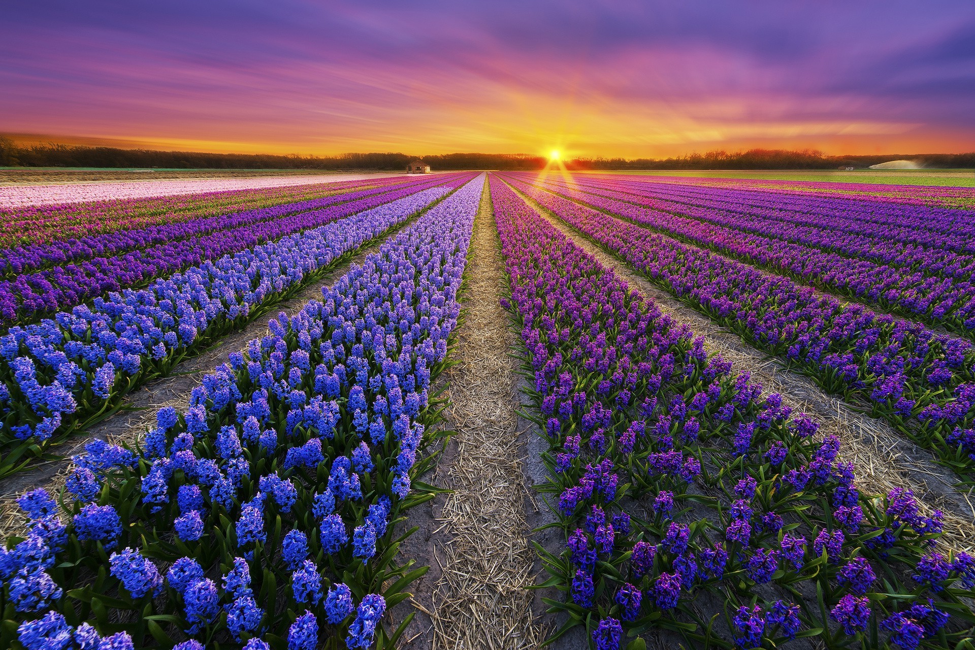 Nature Flowers Wallpaper For Desktop