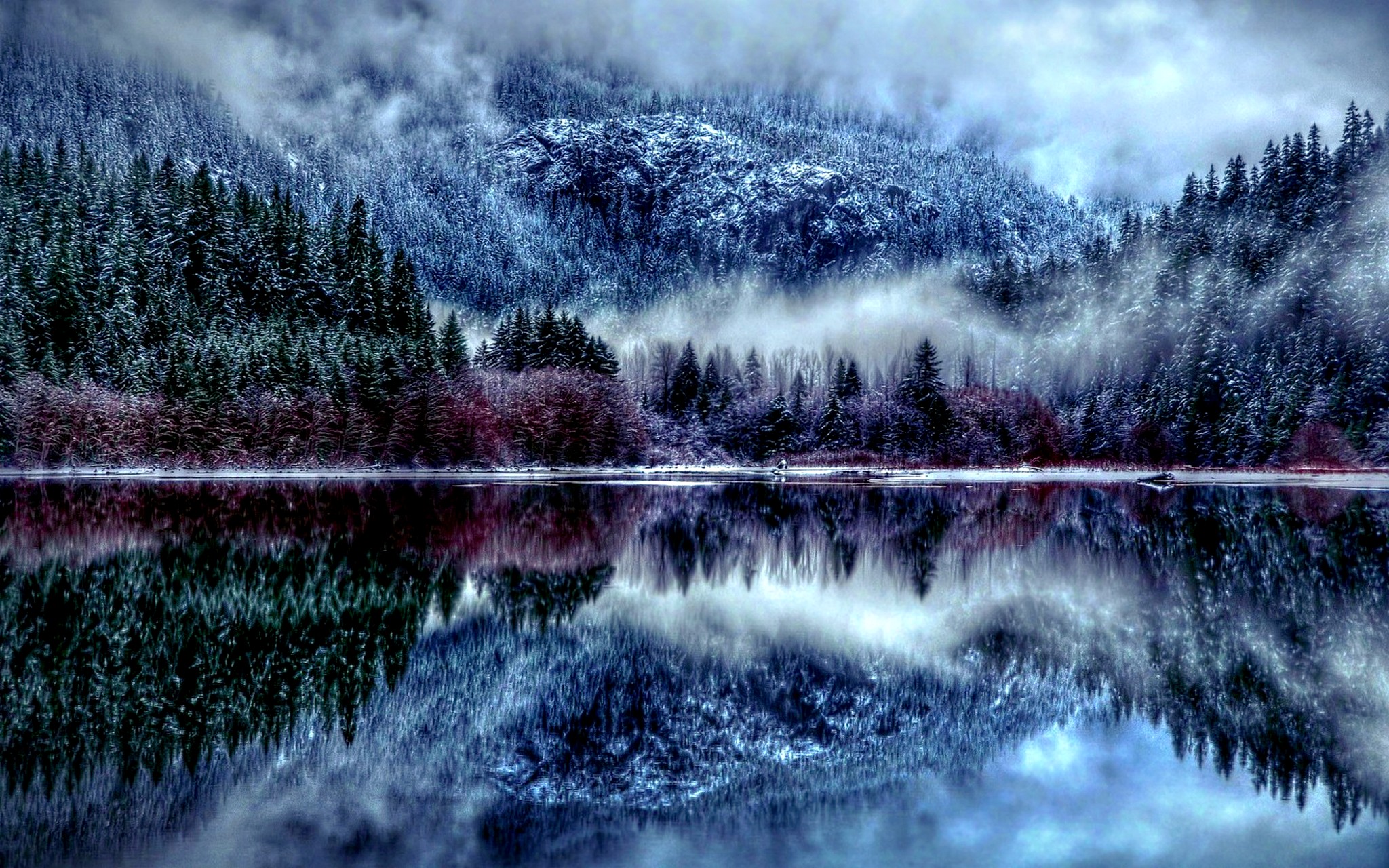 Winter Forest Hd Wallpaper Season Desktop