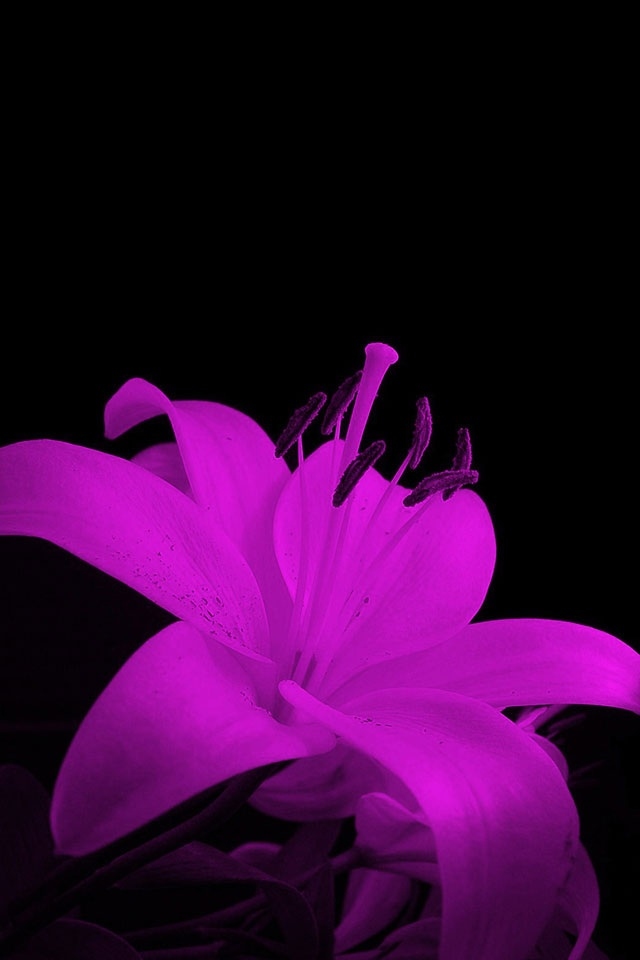 Purple Flower iPhone Wallpaper HD