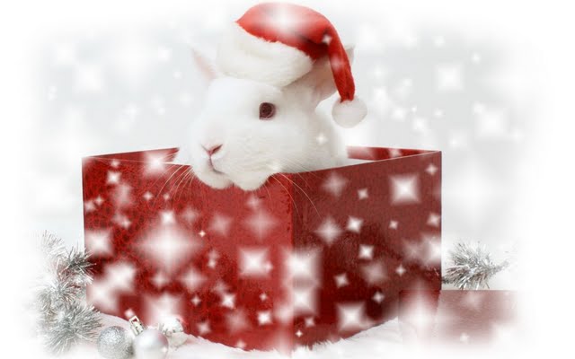Christmas bunny Wallpaper Walltor