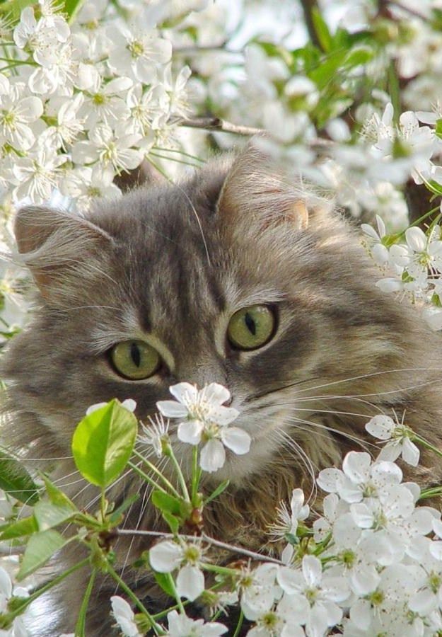 Cat Grey Pet Cute Kitty Posts Flowers Spring Blossoms