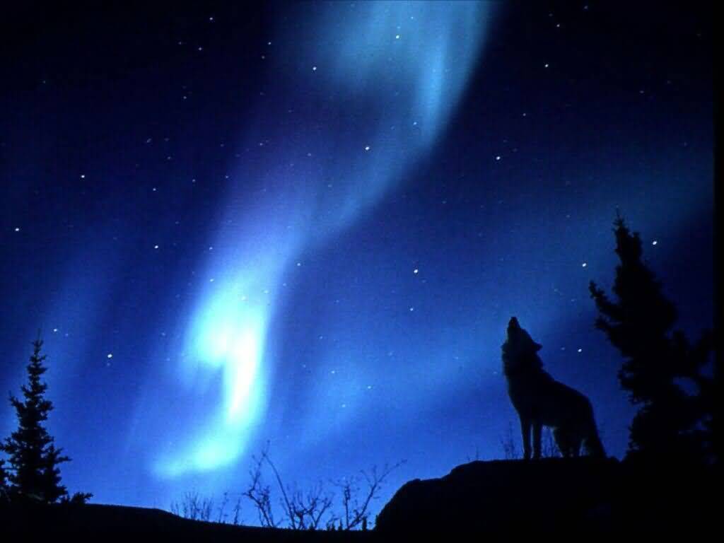 Evening Howl Wolves Wallpaper