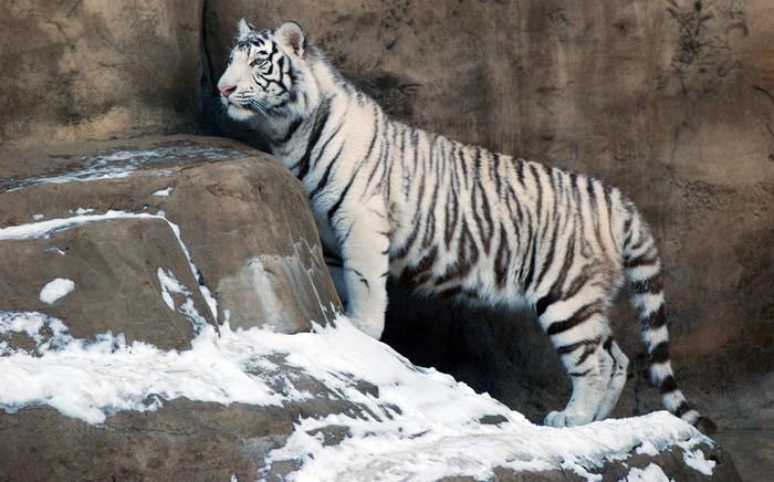 White Tiger High Resolution Wallpaper Photosz