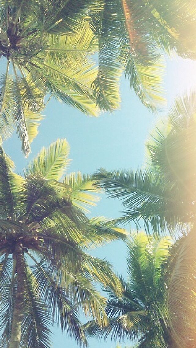 Palm Trees iPhone Wallpaper Background