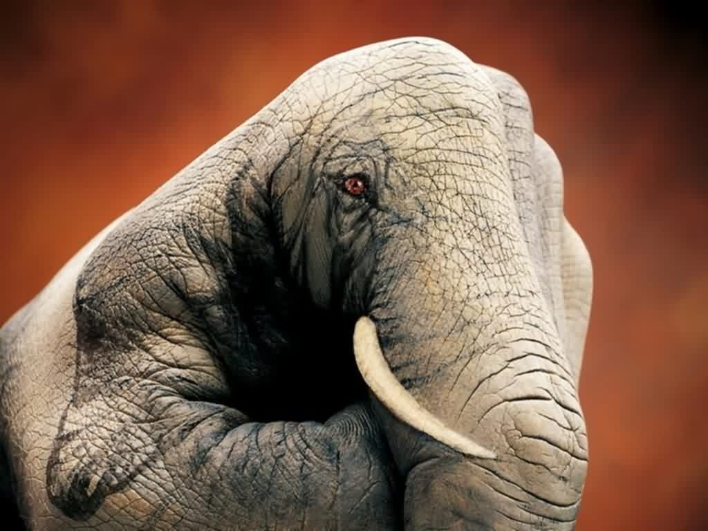 Body Painting Animals Wide Wallpaper Elephant On Hands Cool