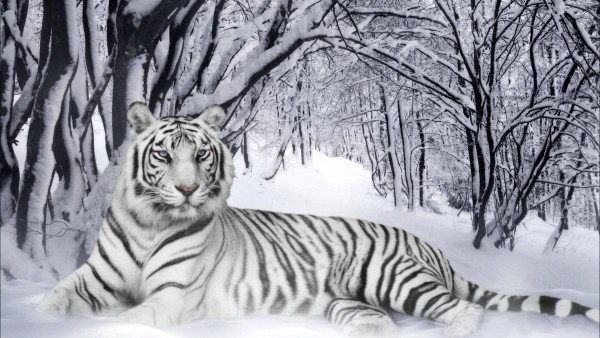  Wallpaper Tiger white tiger in snow widescreen wallpaper hd 600x338