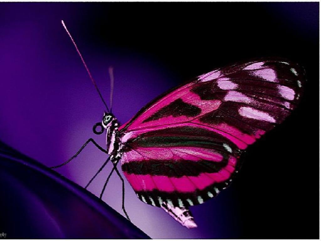 Pink Butterfly   Butterflies Wallpaper 17382724