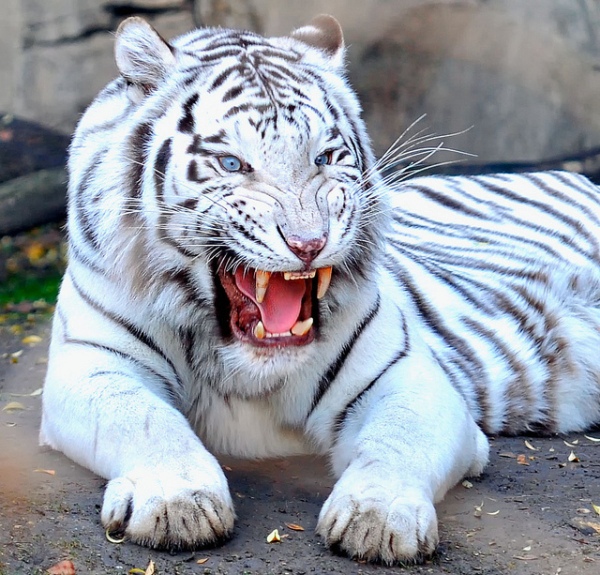 19 Beautiful White Tiger Pictures