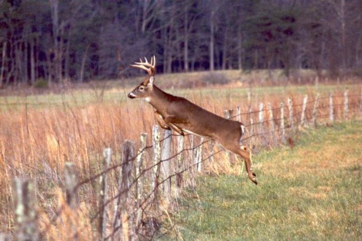 Big Buck Jumping Fence Bucks