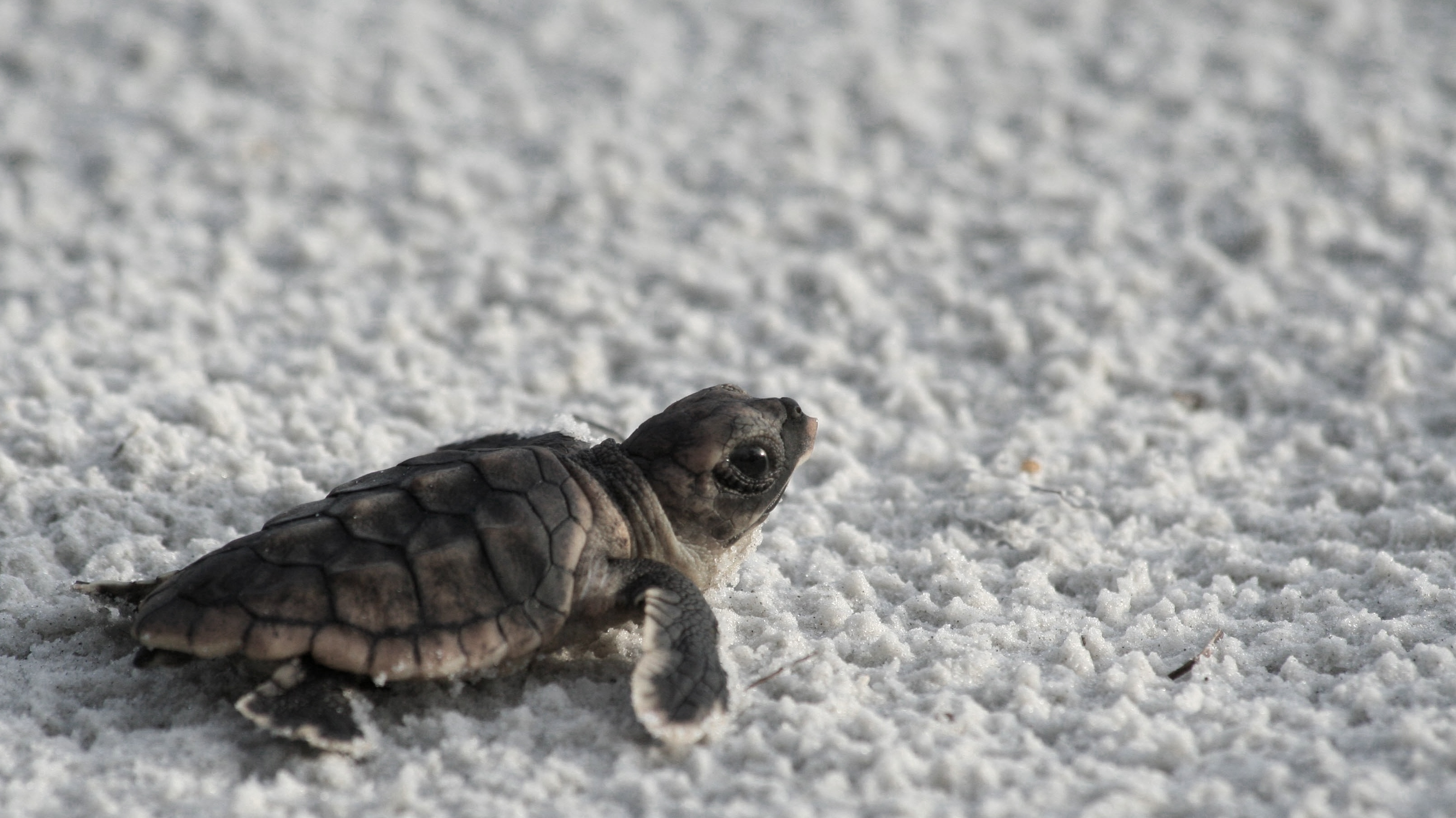 Cute Baby Sea Turtles Related Keywords Amp Suggestions