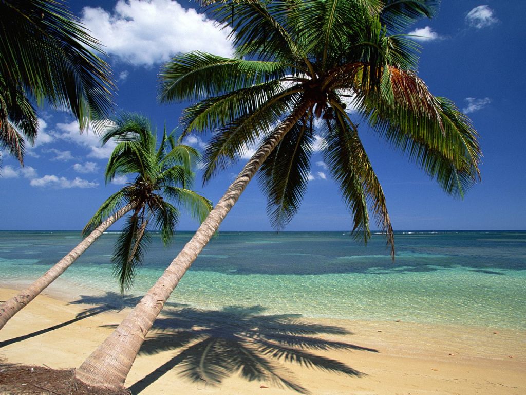 Now Related Wallpaper Nature Ocean Tropical Palm Trees This