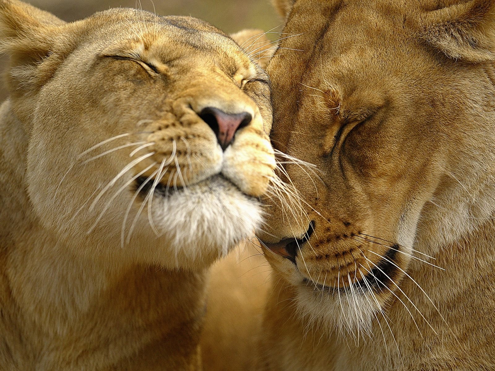 Loving Lions   Animals Wallpaper Image with Lions 1600x1200