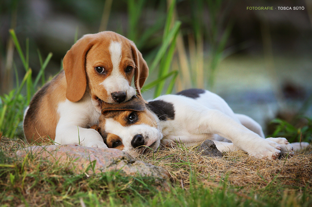 Pin Cartoon Beagle Pictures