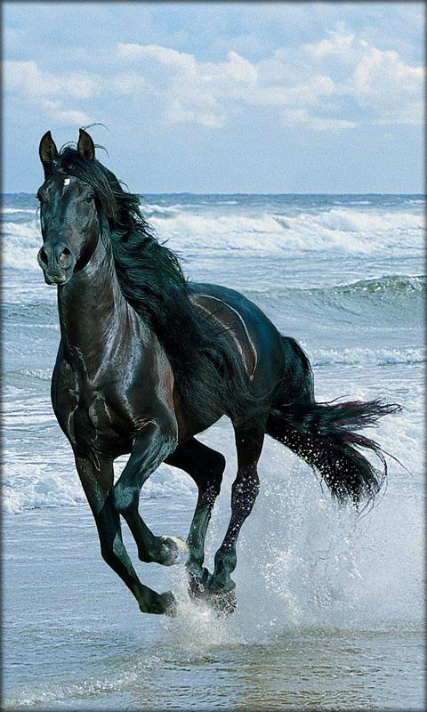 Horse Live Wallpaper Android Apps On Google Play