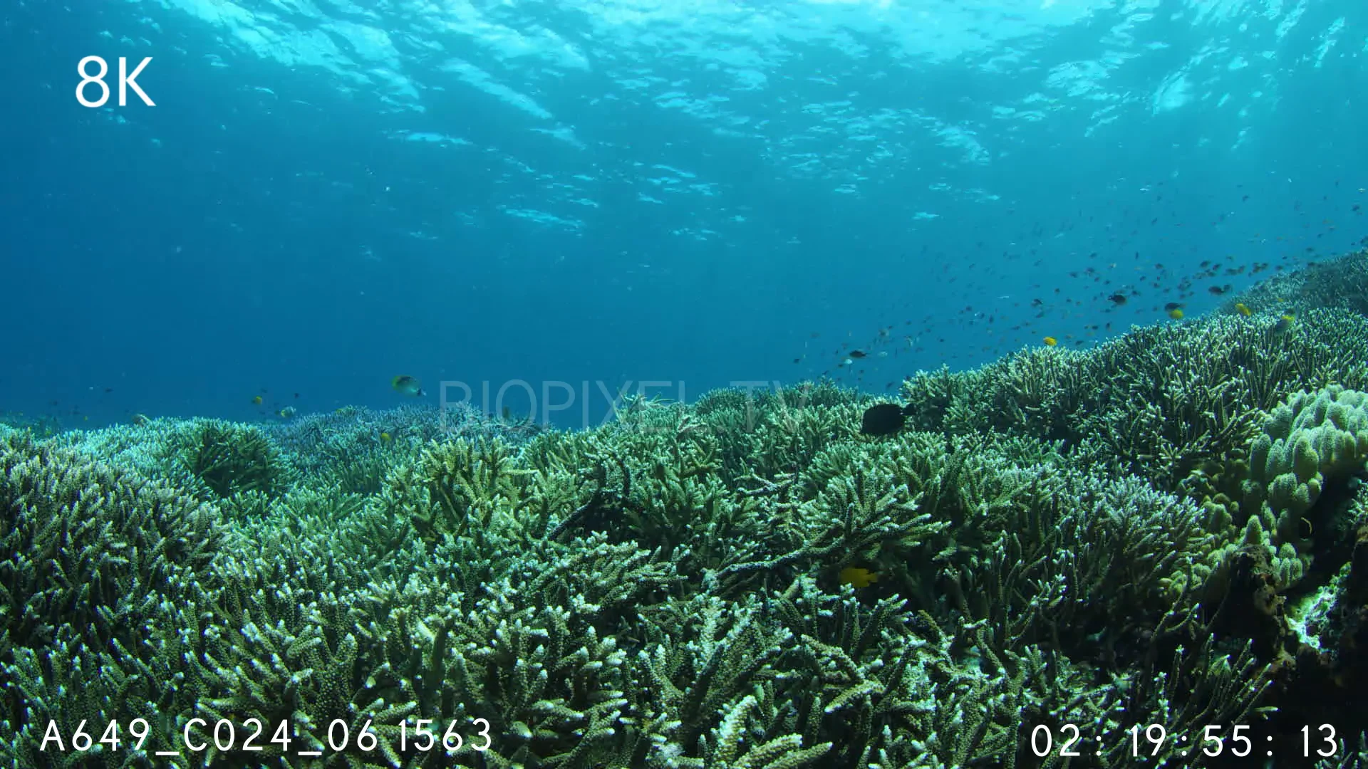 Coral Reefs Wallpaper