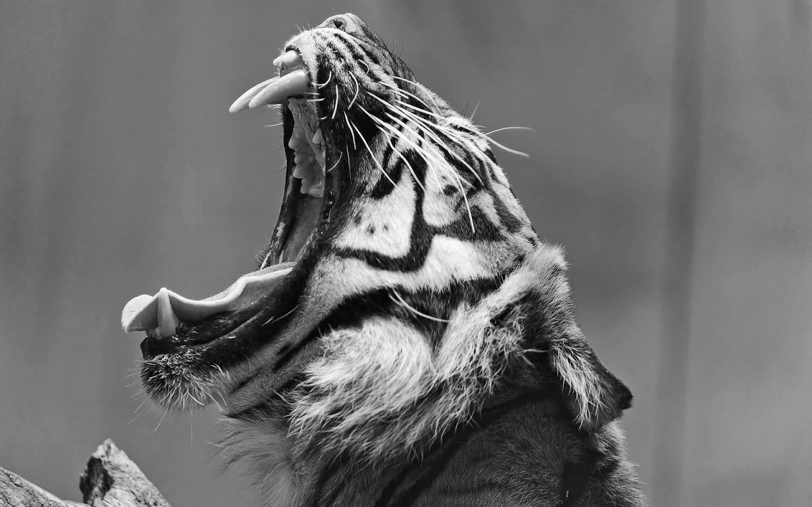 black and white wallpaper with a tiger showing his teeth hd animal 1600x1000