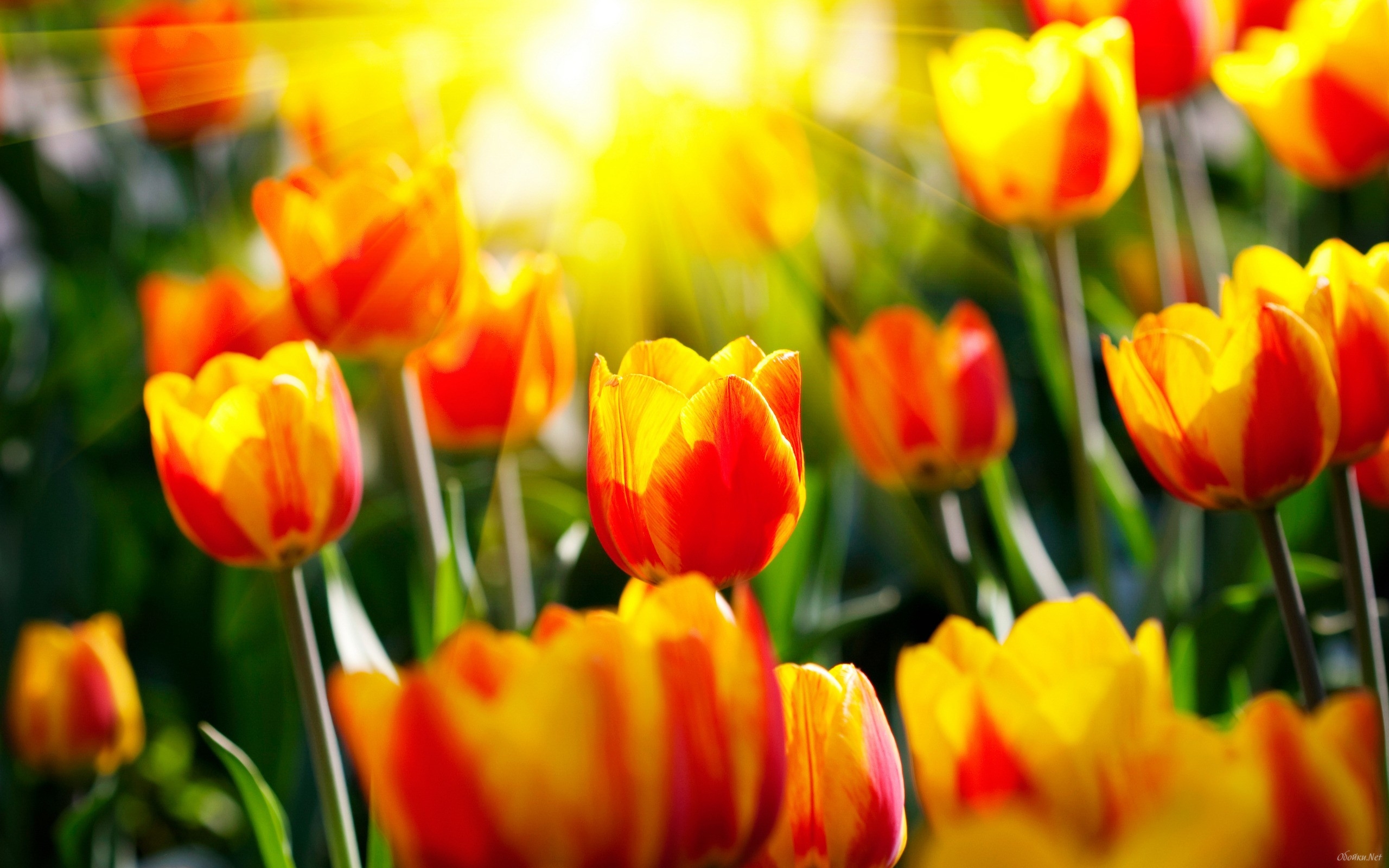Yellow Red Tulips HD Desktop Wallpaper