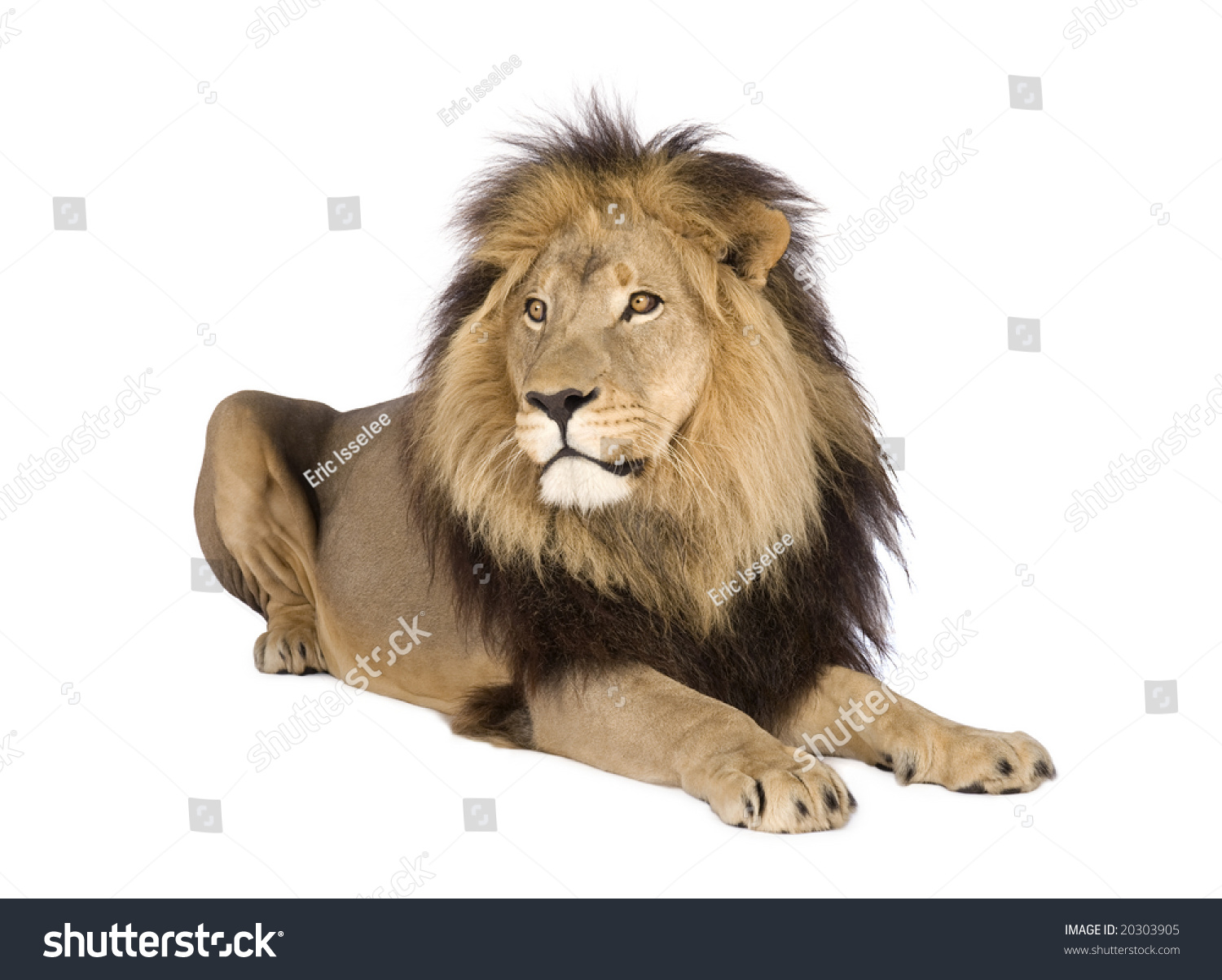 Lion In Front Of A White Background Stock Photo