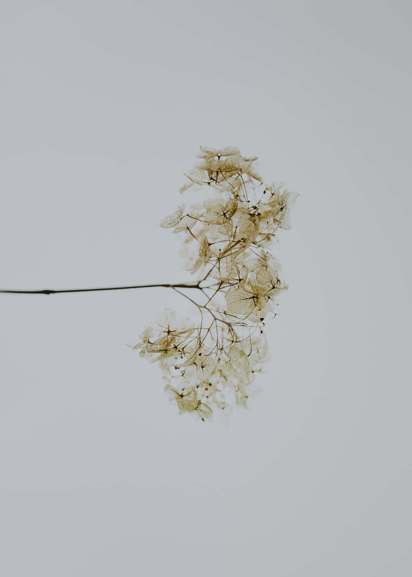 Minimalist Flower Aesthetic Wallpaper