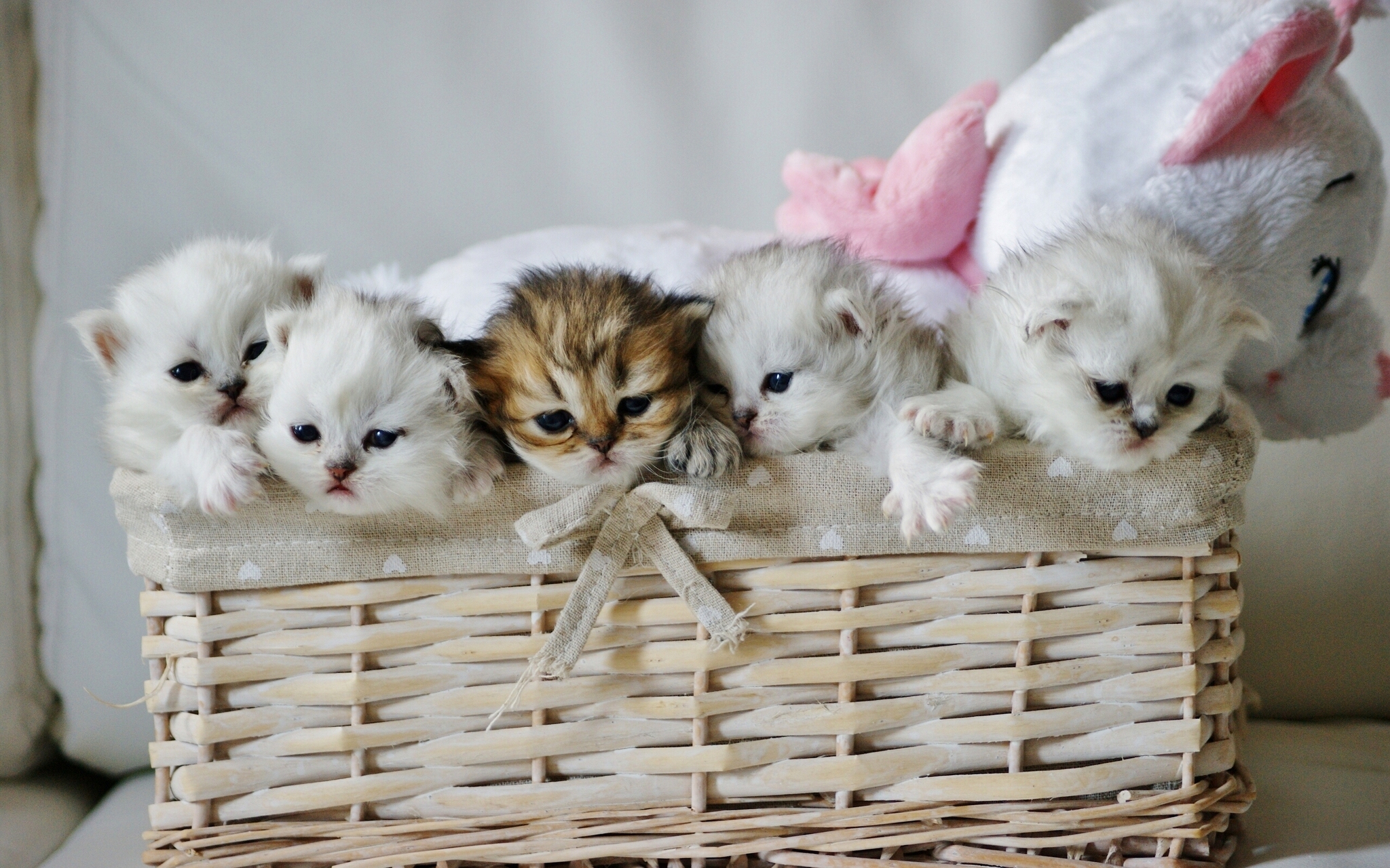Wallpaper Kittens Babies Basket Toy Teddy Bear Cats