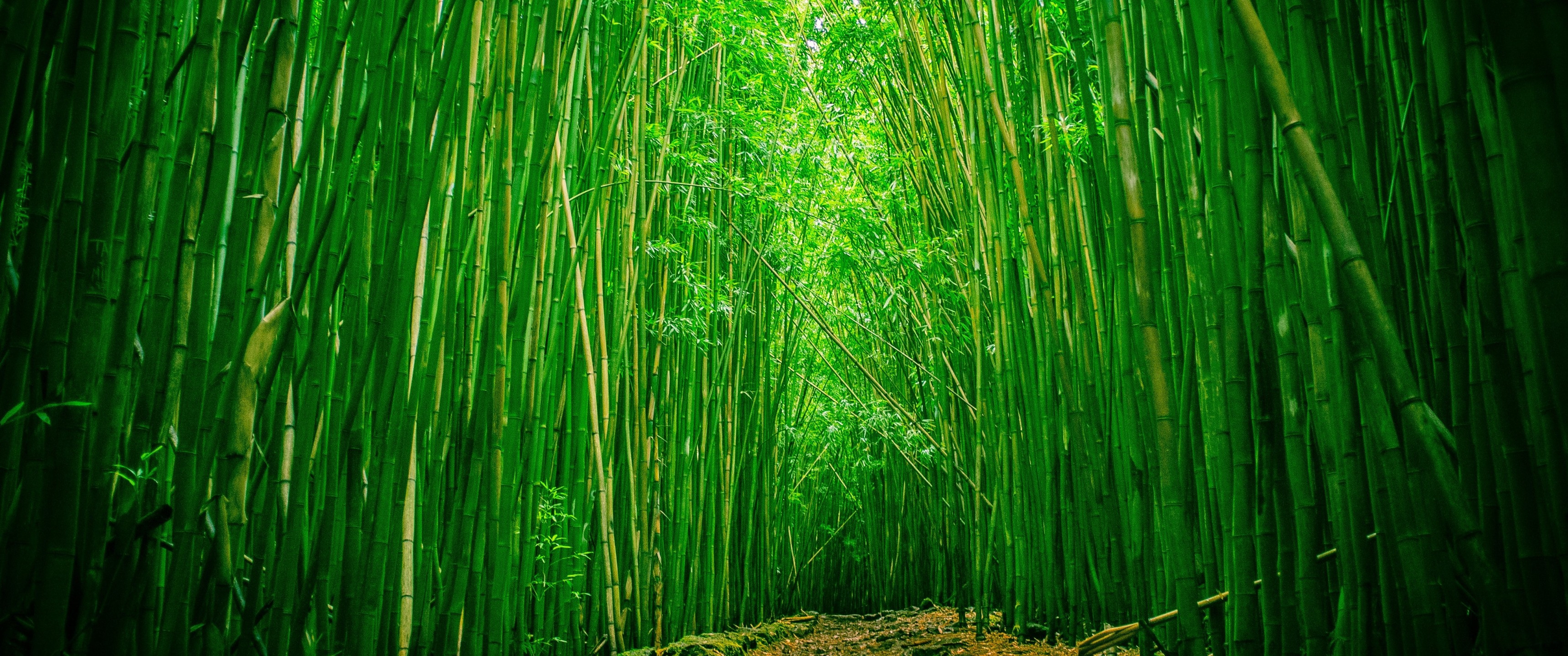 Download 3440x1440 Green Bamboo Forest Path Wallpapers 3440x1440