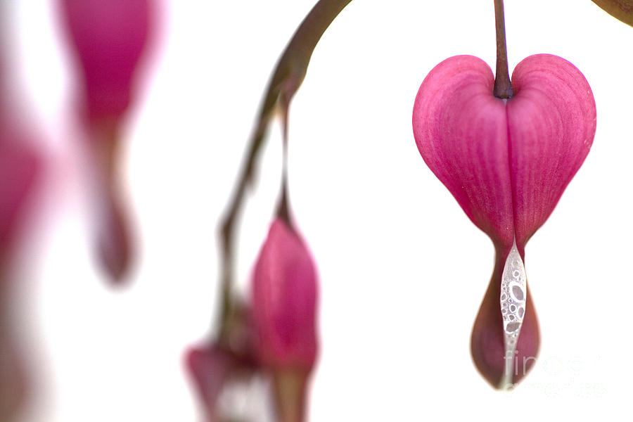 Bleeding Hearts On White Background Photograph By Stephen Mccabe