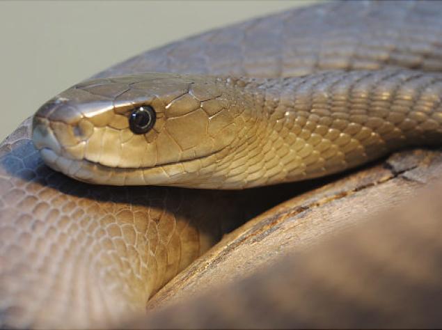 An African Black Mamba Snake Kept Illegally As A Pet In Putnam County