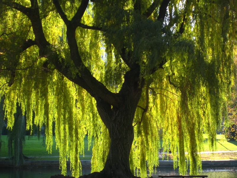 Home Shade Trees Weeping Willow