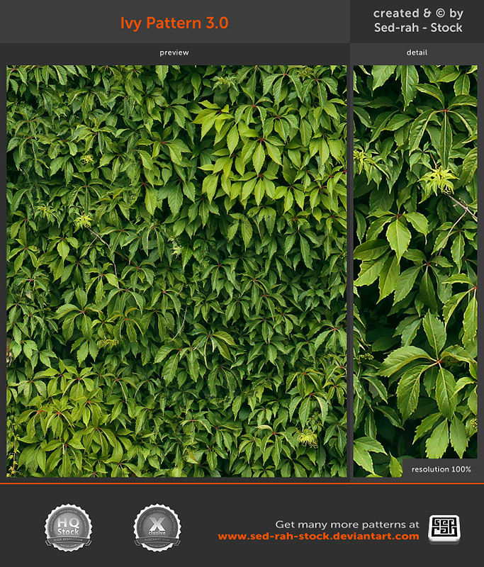 Ivy Pattern 30 by Sed rah Stock on