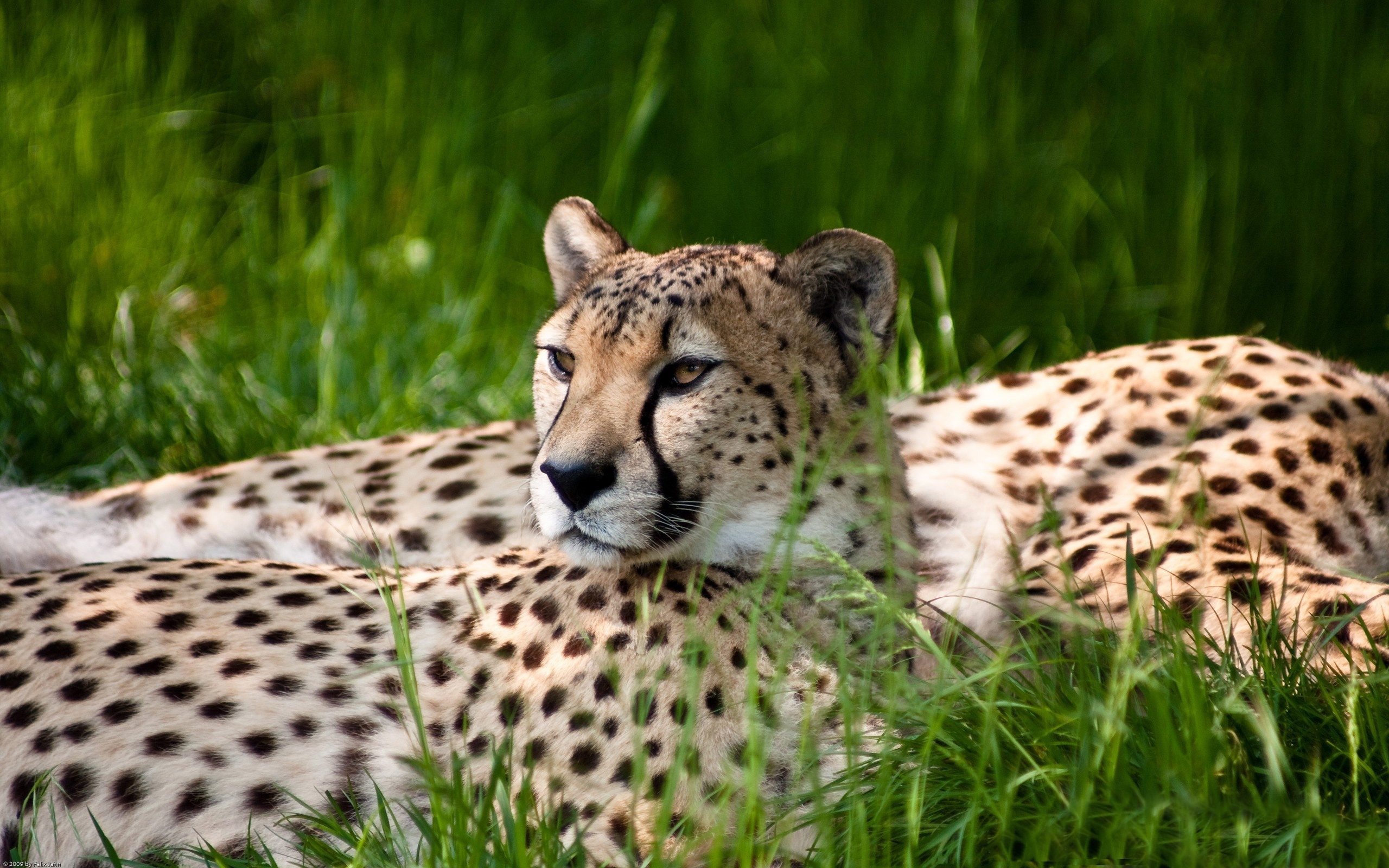 Free download Wallpaper Of Animal The Fastest Animal On The Land  [2560x1600] for your Desktop, Mobile & Tablet | Explore 72+ Wallpapers Of  Cheetah | Cheetah Wallpapers, Cheetah Background, Black Cheetah Background