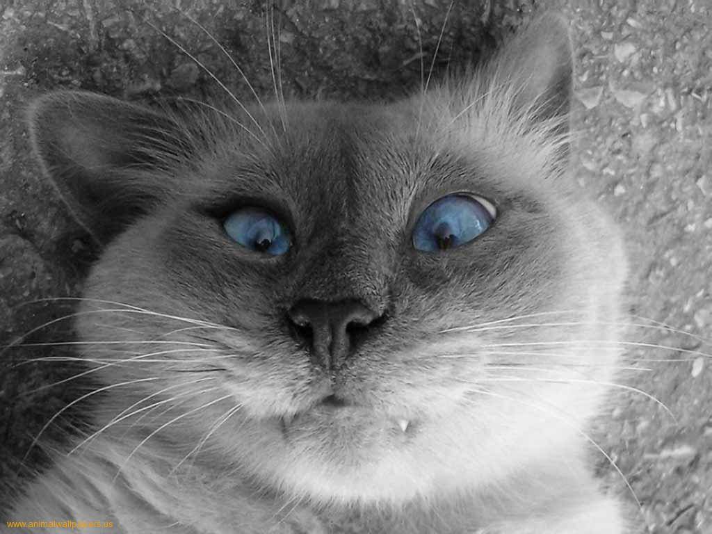Vampire Blue Eyes Cat
