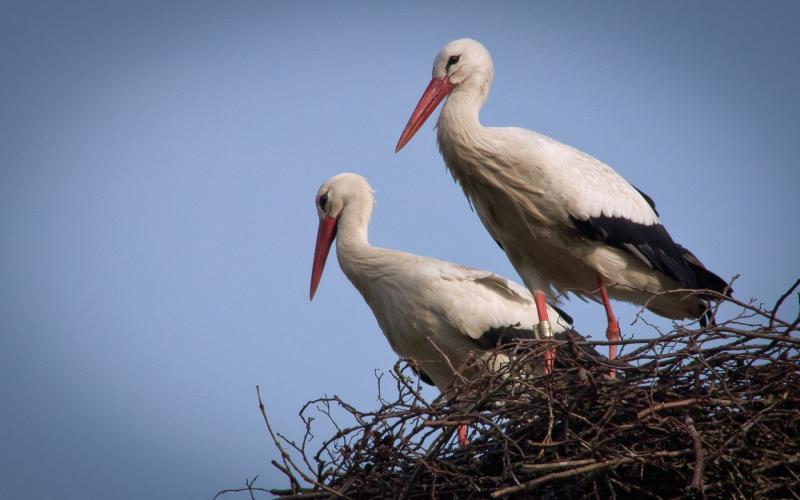 HD Storks In The Nest Wallpaper