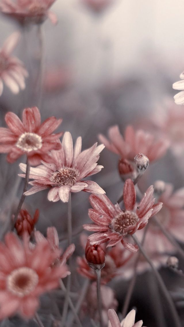 67da6006b1a65ea95a1ba12187f67e1d Wallpaper iPhone Phone