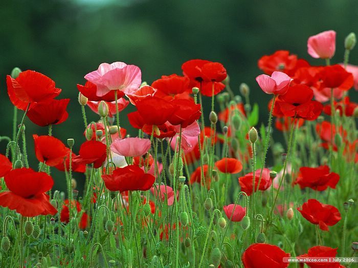 Colorful Poppies And Poppy Field Wallcoo